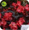 begonia big deluxxe
